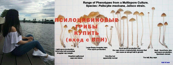 гидра Вязники